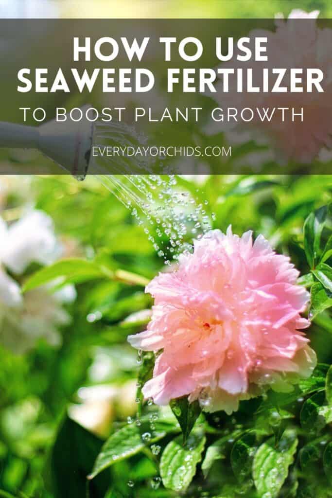 Pink flower being watered outdoors