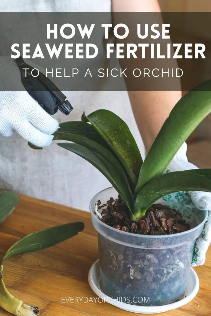 Person spraying seaweed kelp fertilizer on sick orchid