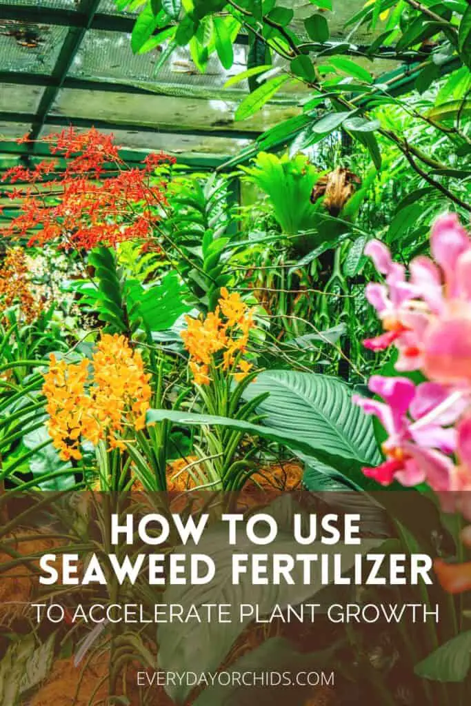 Greenhouse garden with plants thriving due to seaweed fertilizer