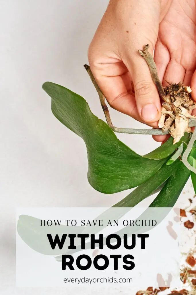 Person holding an orchid without roots