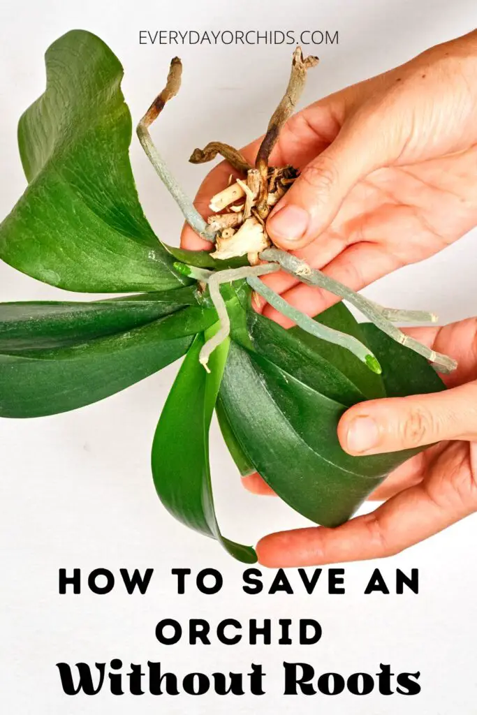 Person holding orchid upside down with no roots