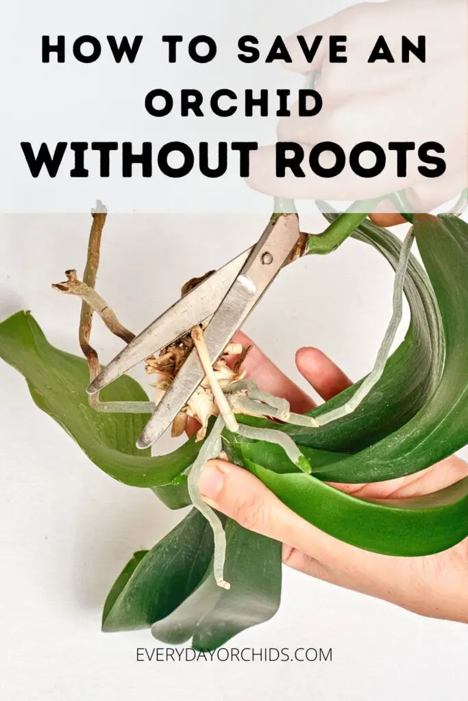 Person cutting dead root off orchid without roots