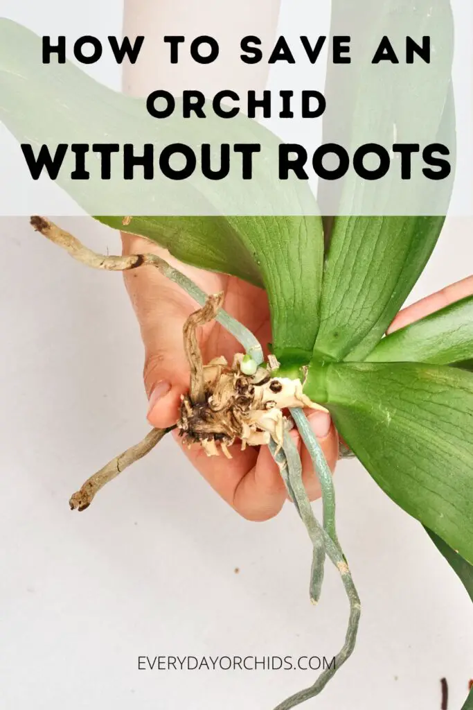 How to Save an Orchid Without Roots - Everyday Orchids