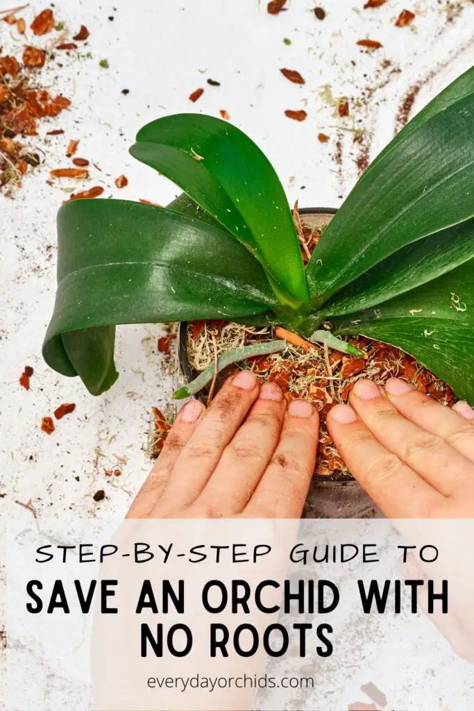 Person potting an orchid without roots into a pot