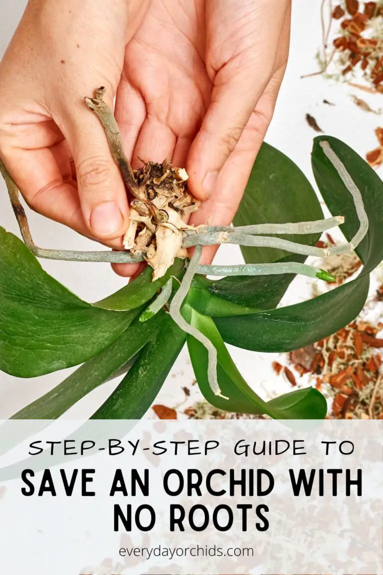 How to Save an Orchid Without Roots - Everyday Orchids