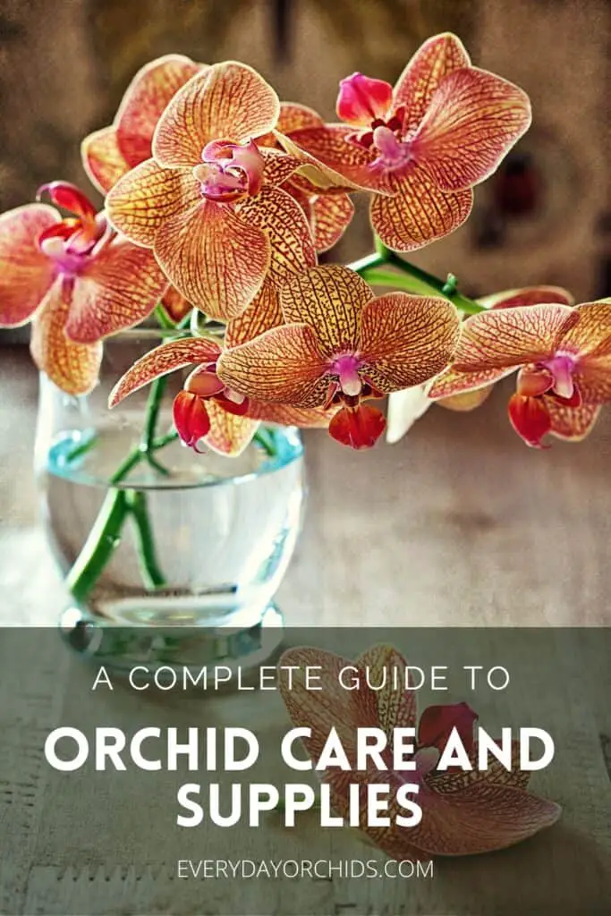 Orange Phalaenopsis orchid flowers in a vase