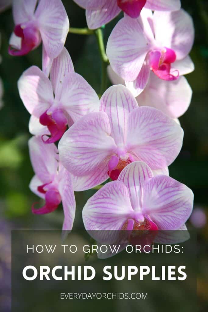 Pink Phalaenopsis orchid flowers