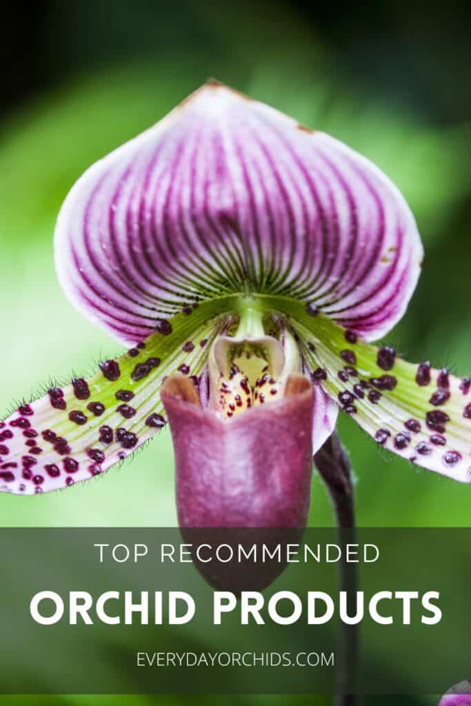 Purple orchid flower close up