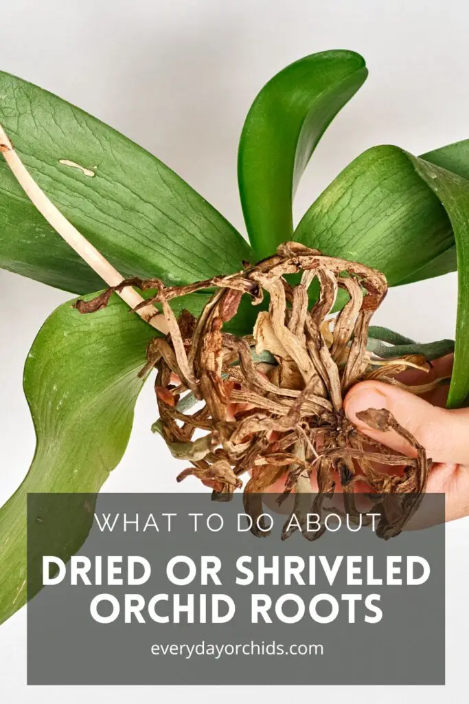 Person holding orchid with dried, shriveled roots