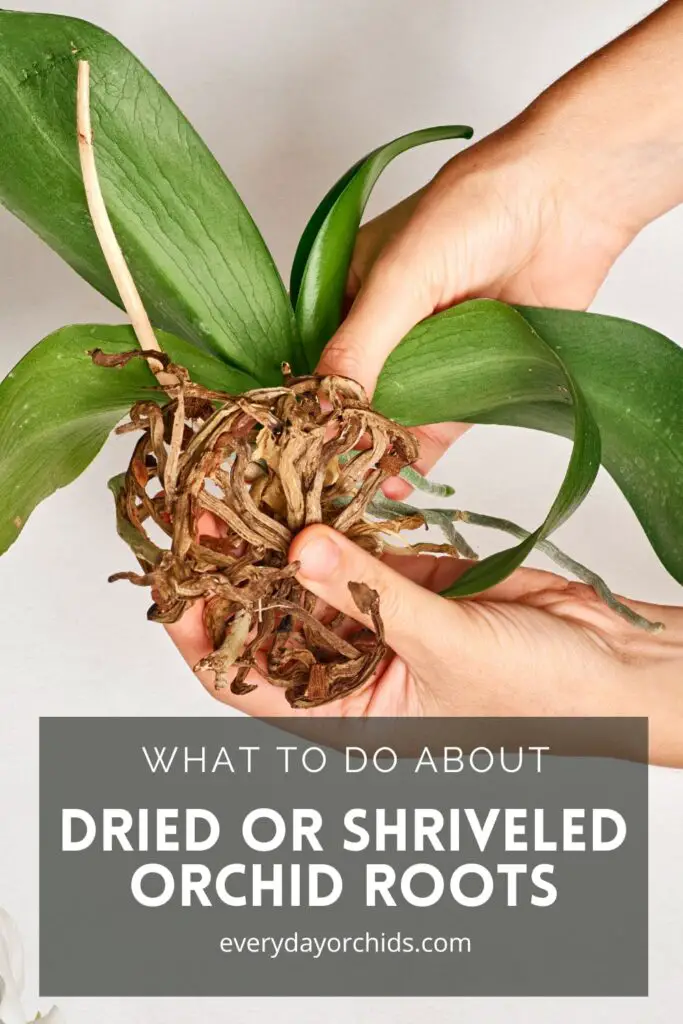 Person holding up an orchid with many dried up roots