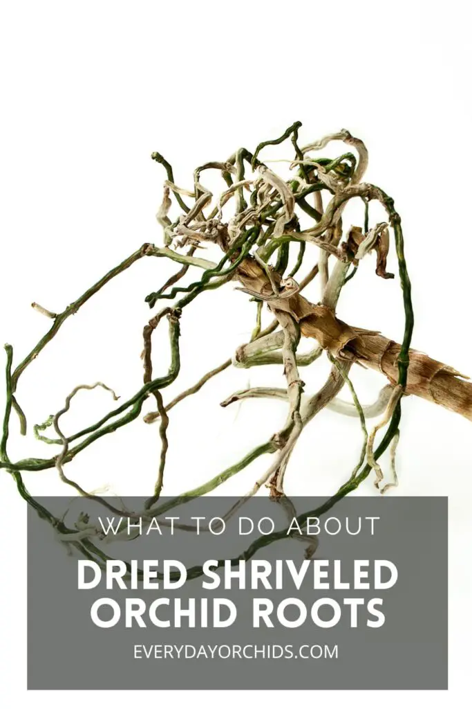 Dried orchid roots