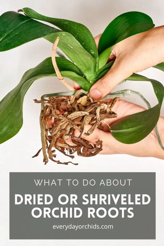 Person holding up an orchid with many dried, shriveled roots