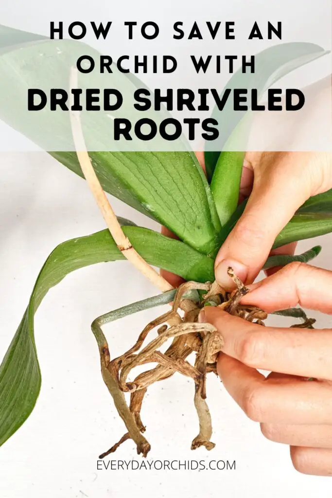 Orchid with dried roots