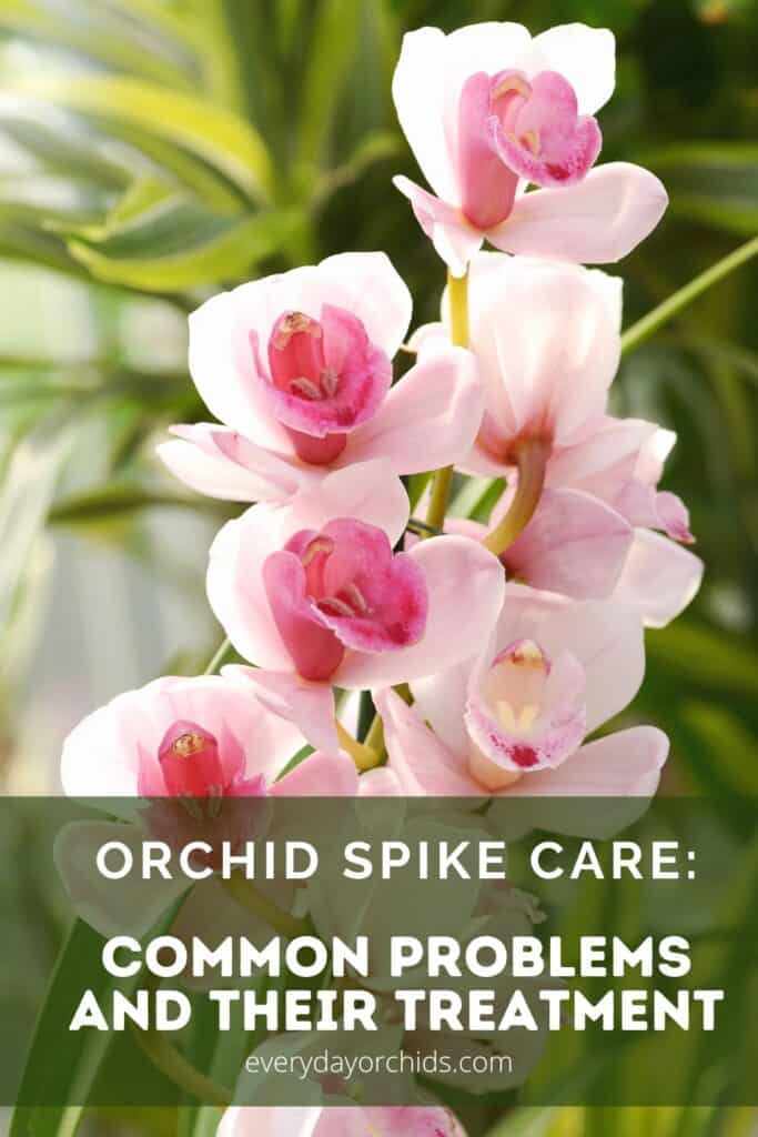 Orchid Flower Spike Care: Common Problems and Their Treatment ...