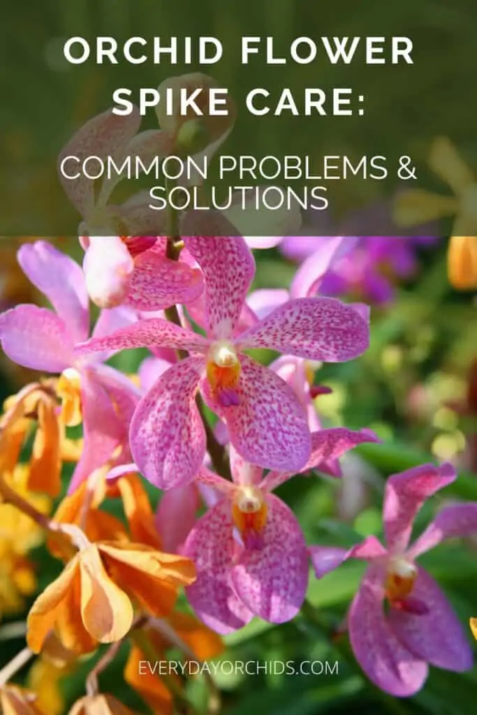 Orchid Flower Spike Care: Common Problems and Their Treatment ...