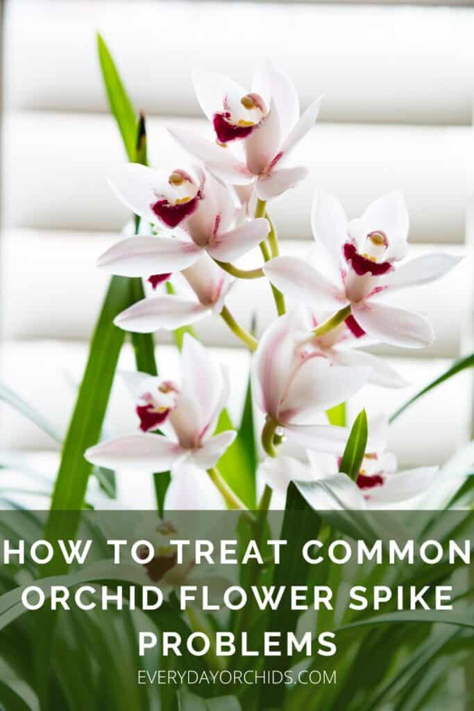 Orchid Flower Spike Care: Common Problems and Their Treatment ...