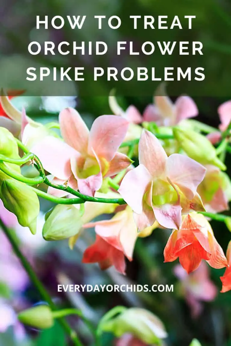 Orchid Flower Spike Care: Common Problems and Their Treatment ...