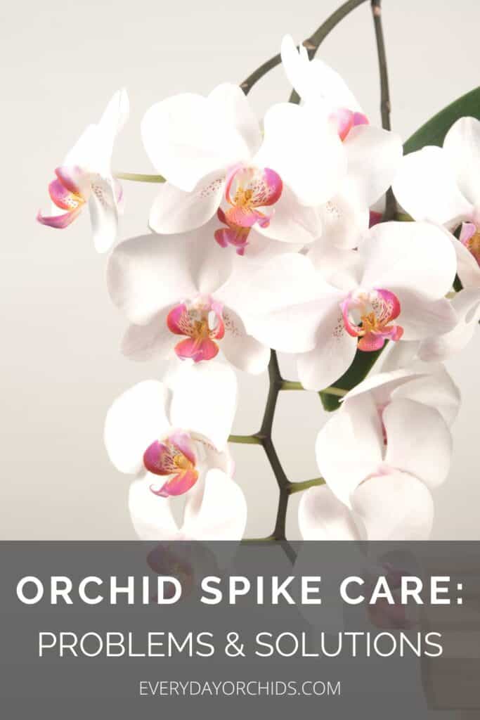 White Phalaenopsis orchid flower spike