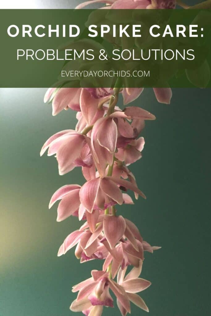 Cascading pink orchid flower spike