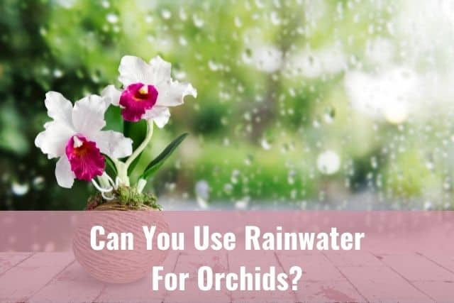 Rain falling in background with orchids