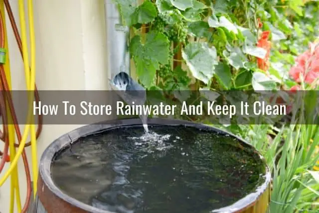 Rainwater in a rain barrel for use on orchids