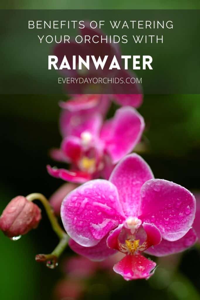 Pink orchid flowers wet with rainwater