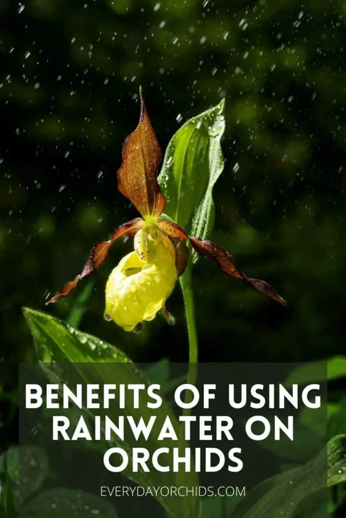 Lady slipper orchid being watered with rainwater