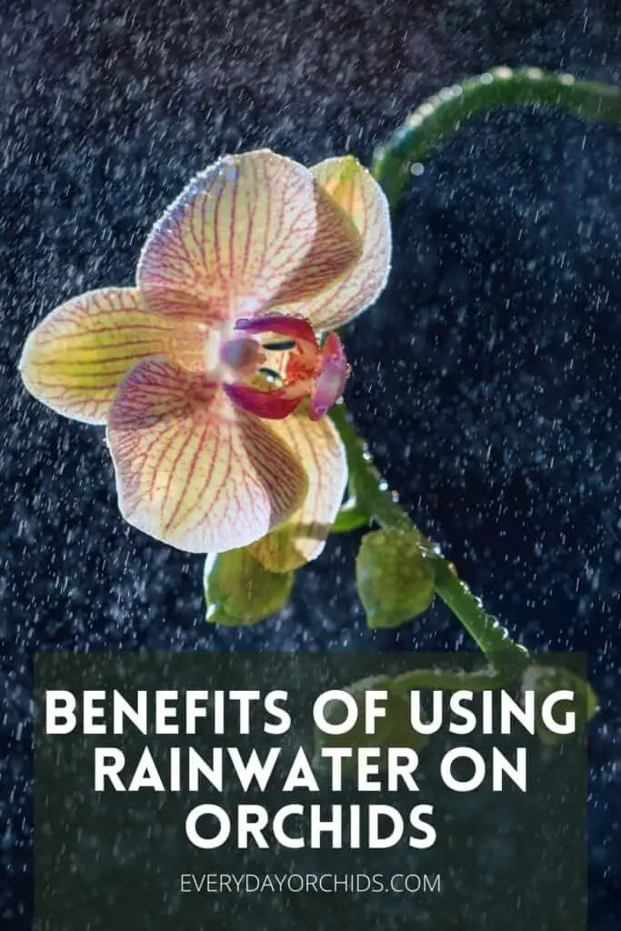 Orange yellow Phalaenopsis orchid flower being sprayed with rainwater