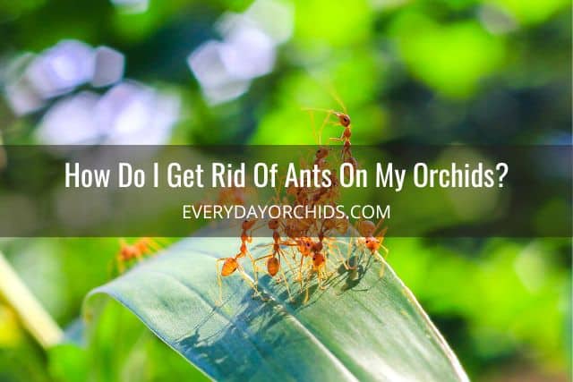 Ants crawling on orchid leaf