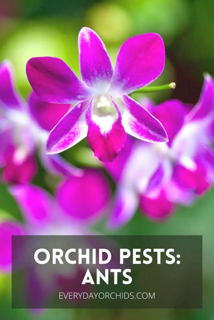 Purple Dendrobium orchid flower 