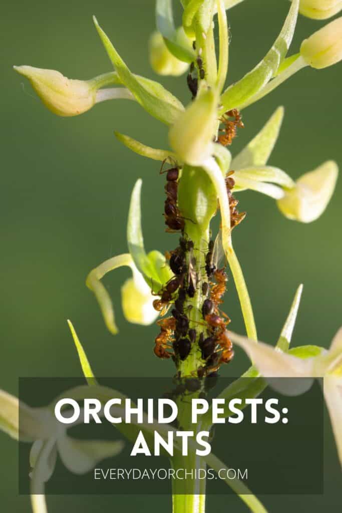 Ants and aphids crawling up an orchid stem with green background