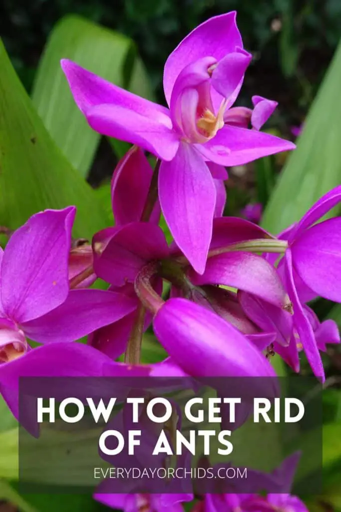 Purple pink orchid flowers without ants or orchid pests