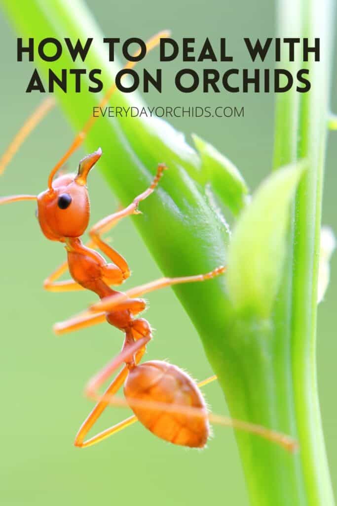 Close up of ant crawling on orchid stem