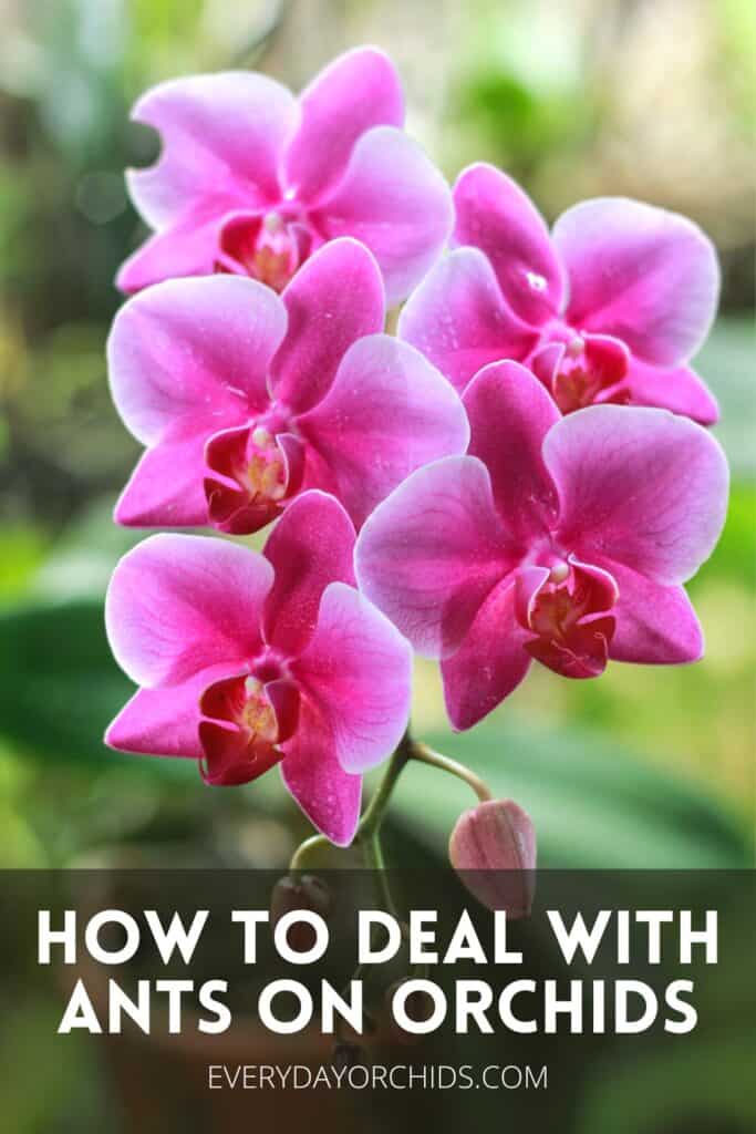 Pink orchids outdoors without ants or orchid pests