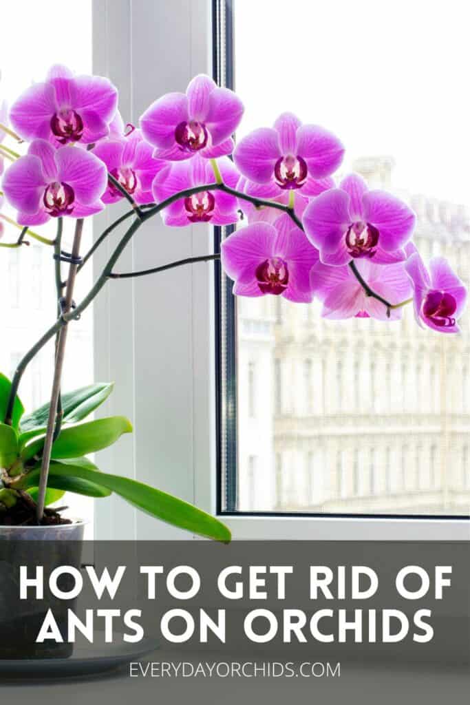Pink orchid flowers next to a window indoors