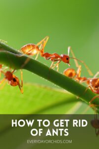 Ants On Orchids? Here's What To Do - Everyday Orchids