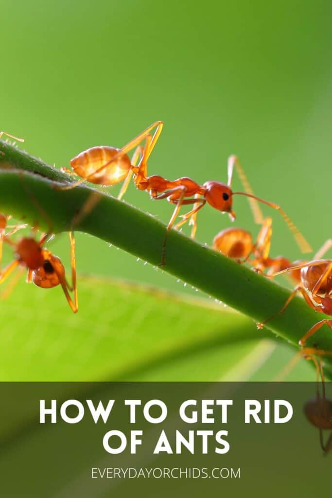 Ants crawling on orchid stem outdoors