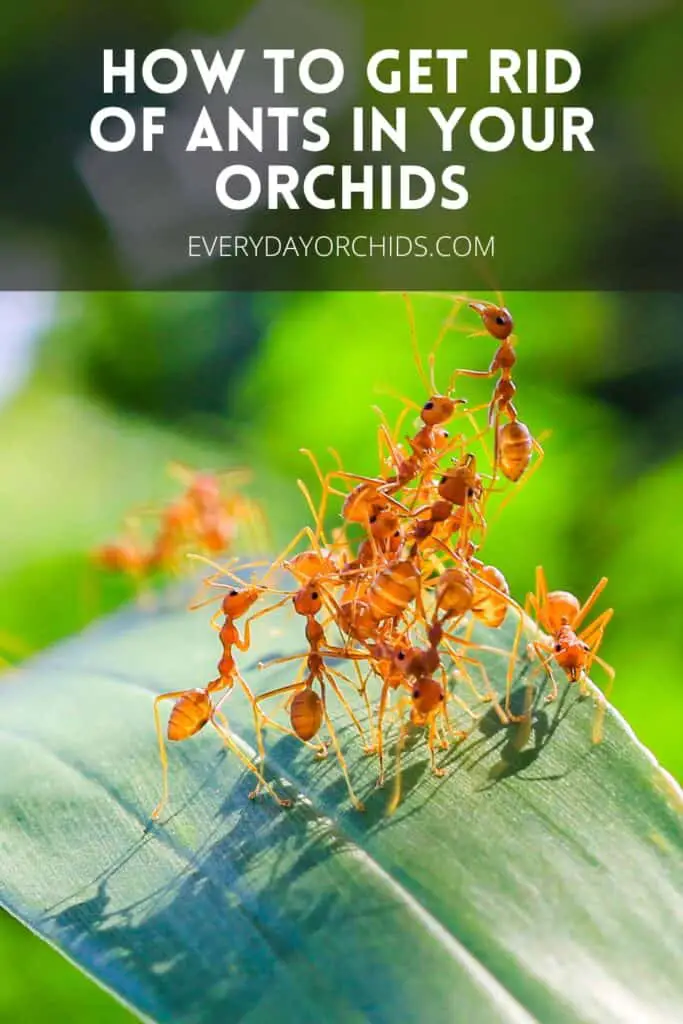 Ants grouped on orchid leaf