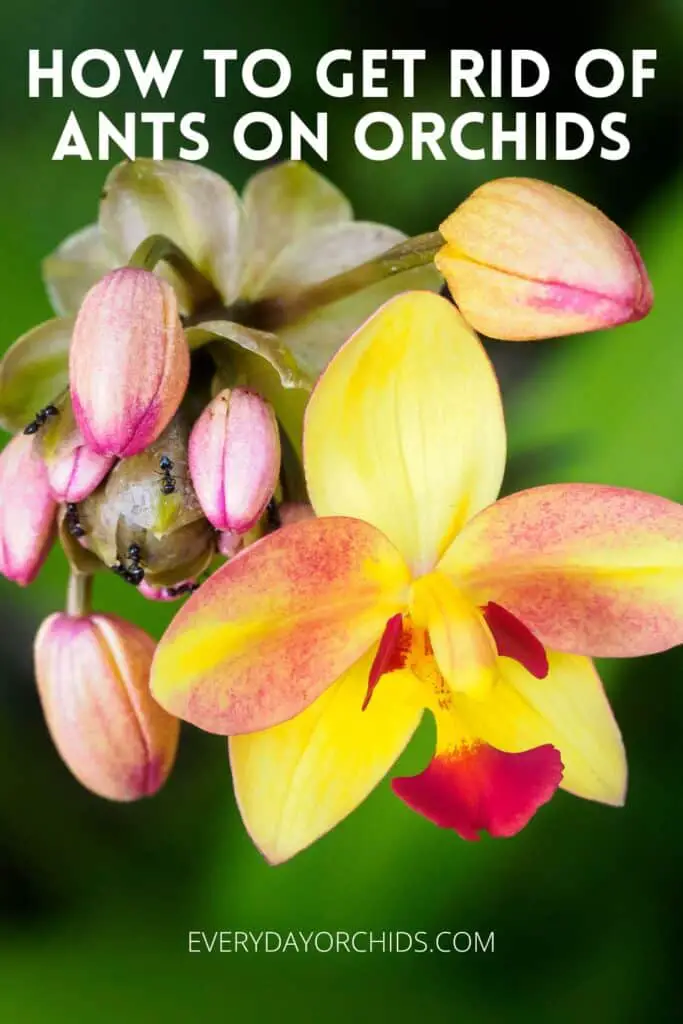 Yellow and pink orchid flower without ants