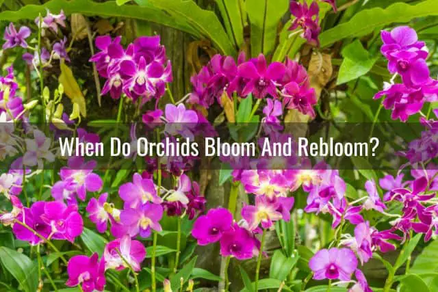 Orchids in bloom outdoors