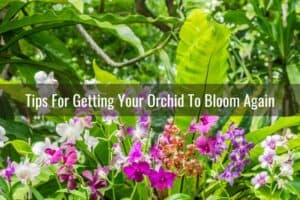 How Often Do Orchids Bloom? - Everyday Orchids