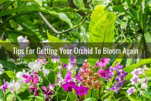 Orchids outdoors in bloom