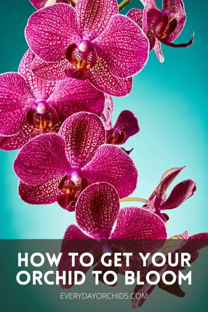 Dark pink orchid flowers cascading down with blue background