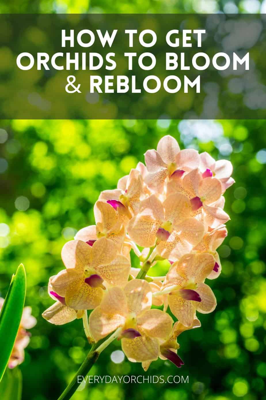 How Often Do Orchids Bloom? - Everyday Orchids