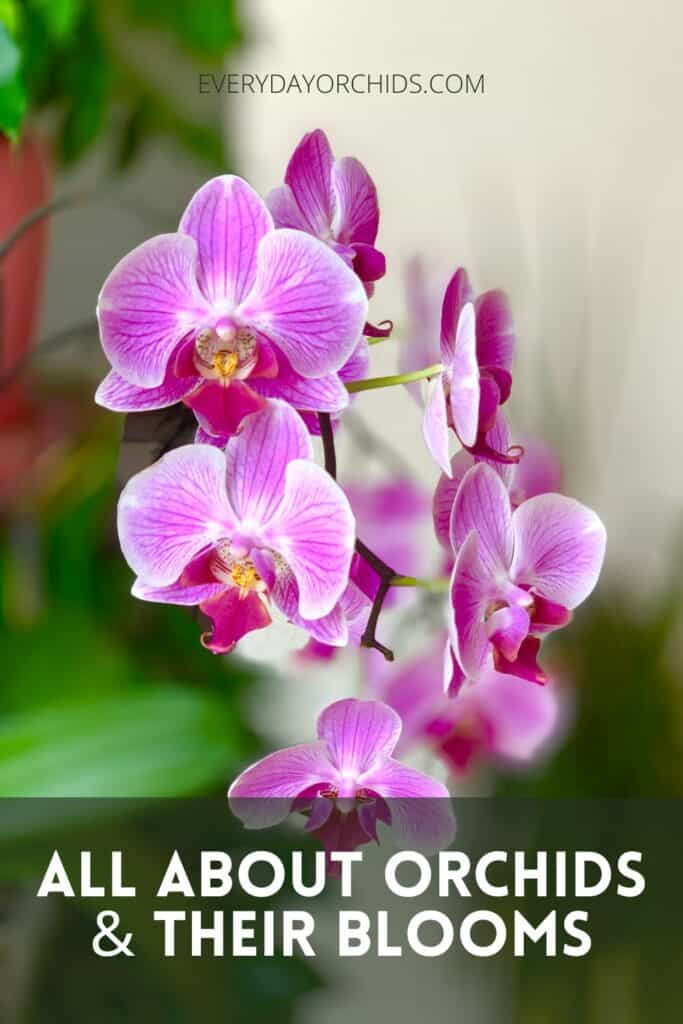 How often do orchids bloom everyday orchids