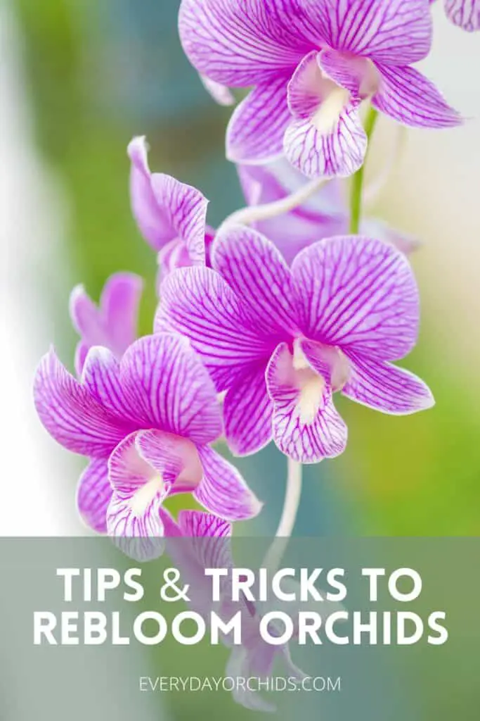 How Often Do Orchids Bloom? - Everyday Orchids