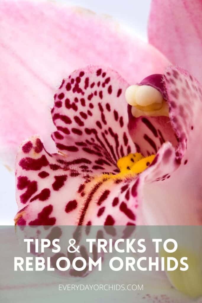 Pink orchid flower in bloom, up close