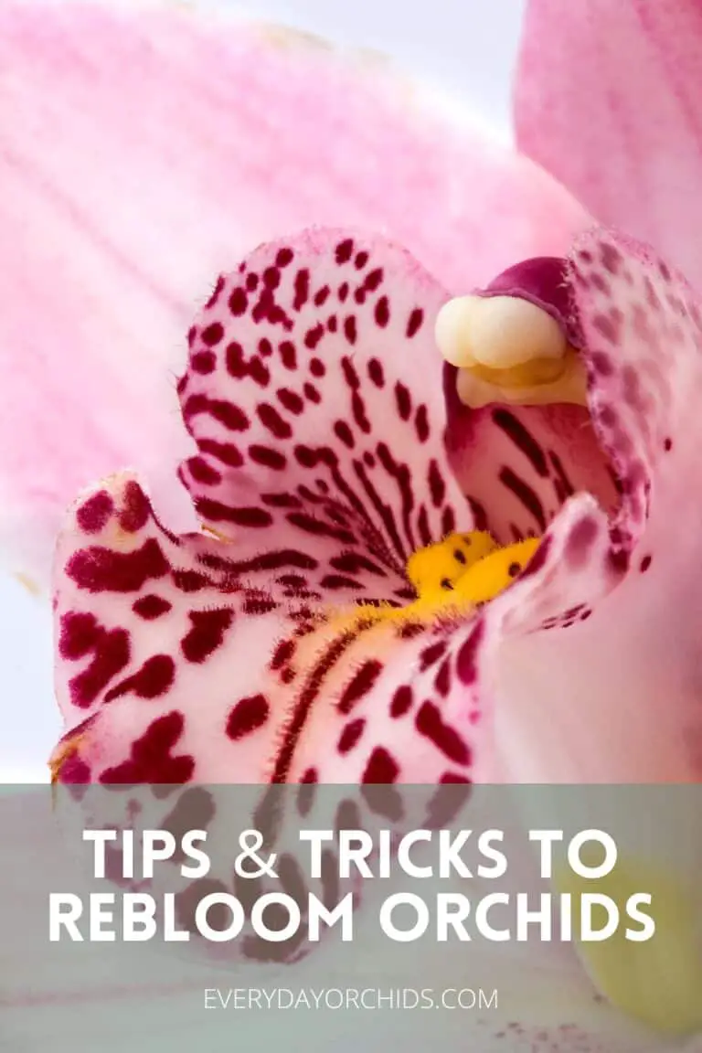 How Often Do Orchids Bloom? - Everyday Orchids