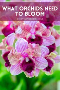 How Often Do Orchids Bloom? - Everyday Orchids