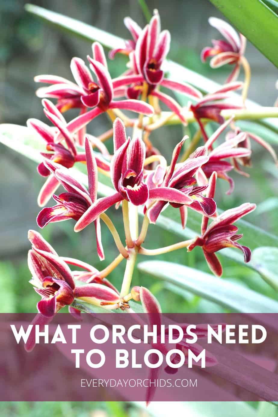How often do orchids bloom everyday orchids